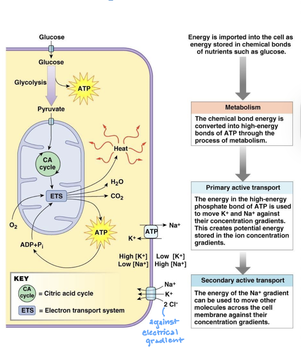 <ul><li><p>solutes are moved against their electrochemical gradient using energy either stored in the bonds of molecules (e.g. ATP) or released from stored concentration gradients of other molecules across the same membrane</p></li><li><p>primary = ATP</p></li><li><p>secondary = concentration gradient of a second substance that is maintained using ATP</p></li></ul><p></p>