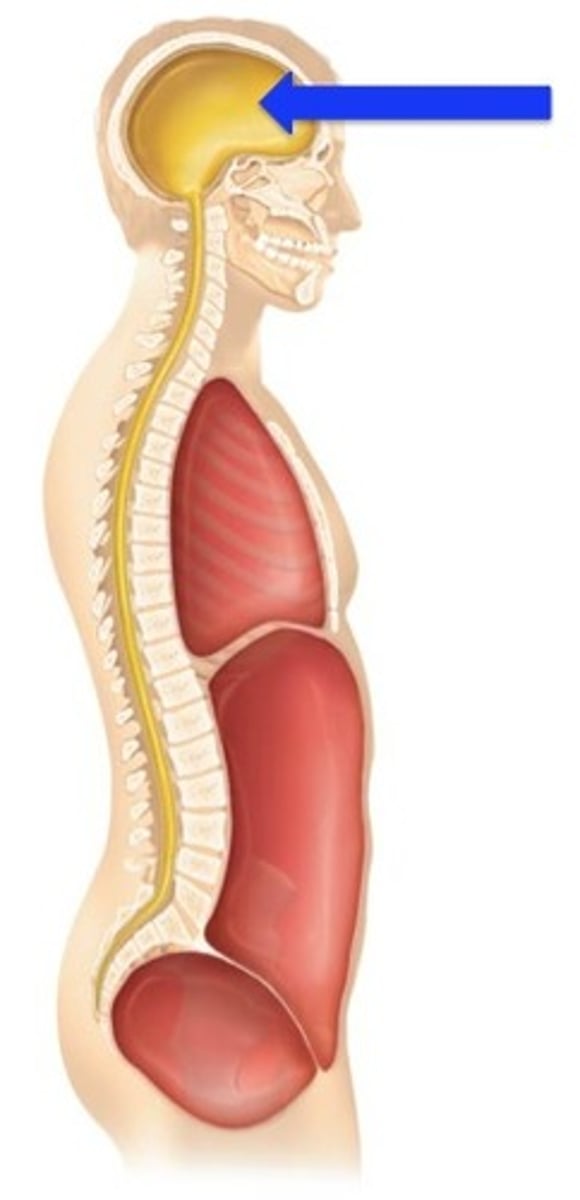<p>formed by cranial bones and contains brain</p>