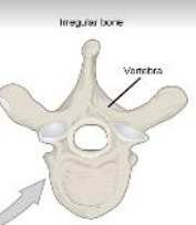 <ul><li><p>(a) Vertebrae and hip bones</p></li><li><p>(b) <strong><u>Complicated shapes</u></strong></p></li><li><p>(c) Mostly spongy with a thin covering of compact bone</p><p>What type of bone is this?</p></li></ul>