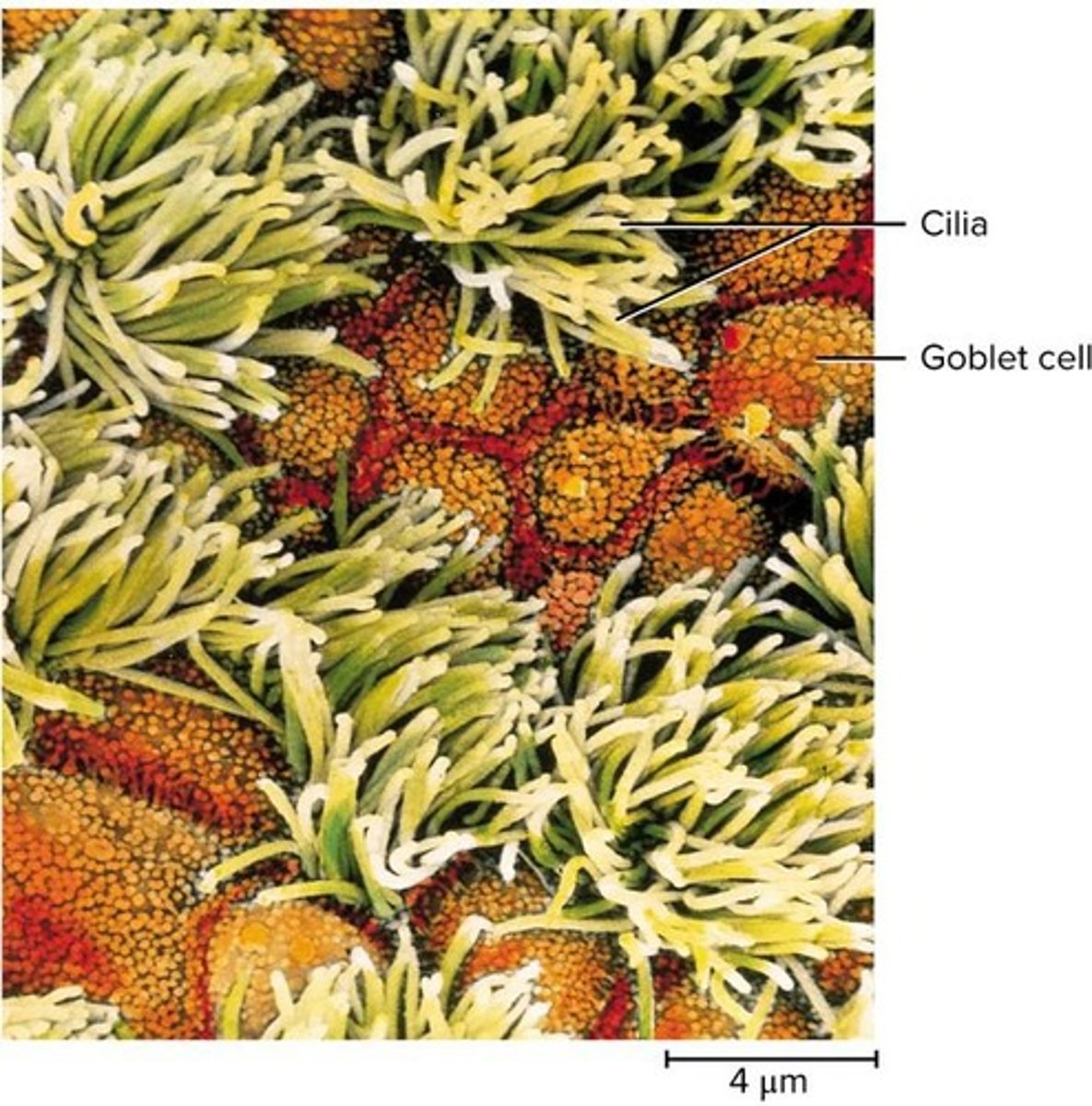 <p>Ciliated pseudostratified columnar epithelium.</p>