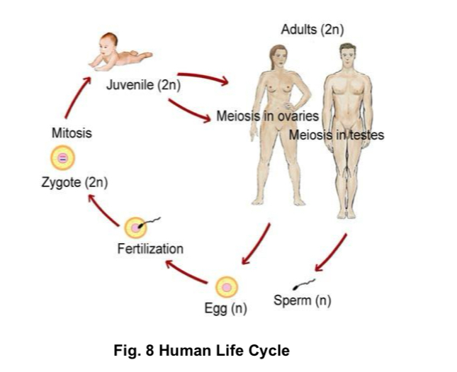 <p>fusion of haploid sperm and haploid egg during fertilisation results in formation of diploid zygote. after fertilisation, zygote undergoes mitosis, generating genetically identical cells.</p>