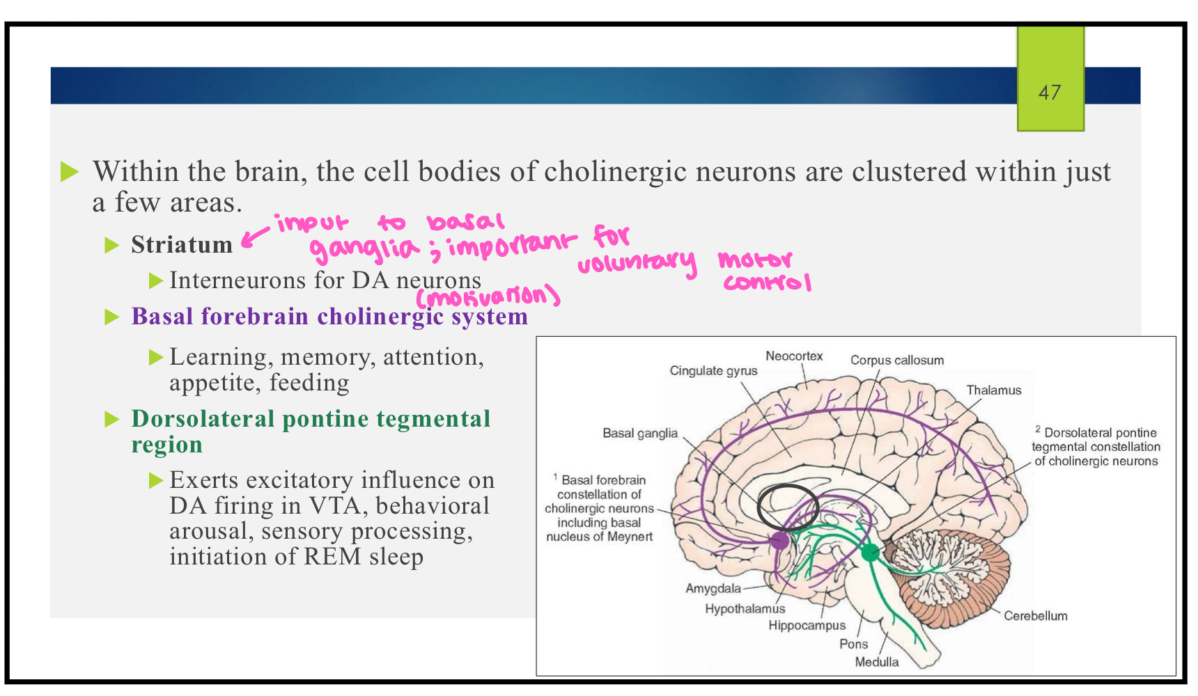 <ul><li><p>striatum</p><ul><li><p>interneurons for DA neurons </p></li></ul></li><li><p>basal forebrain cholinergic system </p><ul><li><p>learning, memory, attention, appetite, feeding </p></li></ul></li><li><p>dorsolateral pontine tegmental region</p><ul><li><p>exerts excitatory influence on DA firing in VTA, behavioral arousal, sensory processing, initiation of REM sleep  </p></li></ul></li></ul><p></p>