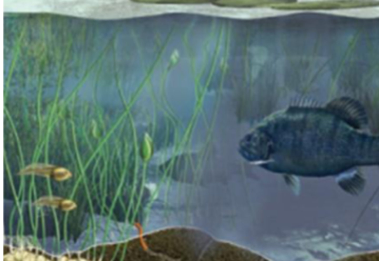 <p>All populations of species living together in a particular area</p>