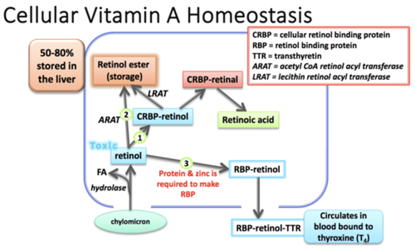 <p>1) Chylomicron brings Retinol into cell</p><p>2) Hydrolase removes FA from Retinol (free Retinol = toxic)</p><p>3) CRBP binds to Retinol (no longer toxic)</p><p>4) CRBP-retinol --> CRBP-retinal ---> CRABP-Retinoid Acid</p><p>CRABP-Retinoid Acid travels to nucleus to alter gene expression</p>