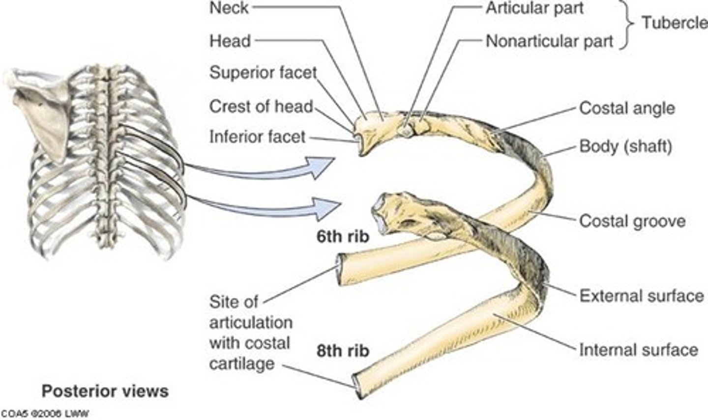 <p>Head - Neck - Tubercle</p>