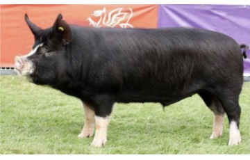 <p>SWINE BREEDS: what is the breed, origin, color, body, and traits?</p>