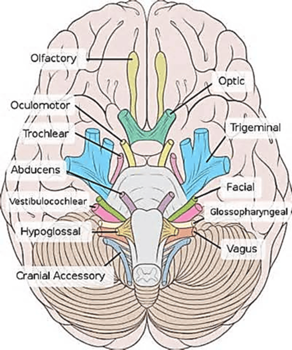 <p>12 of cranial nerves branch directly from the base of the brain.</p><ul><li><p>Some only carry sensory fibers.</p></li><li><p>Some only carry motor fibers.</p></li><li><p>Some carry both.</p></li><li><p>Each nerve travels from the brain through the foramen ovale to its destination.</p></li></ul><p></p>