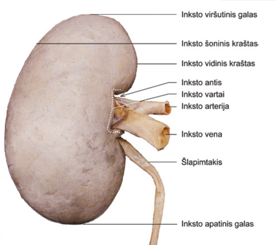 <p>Inksto vartai</p>