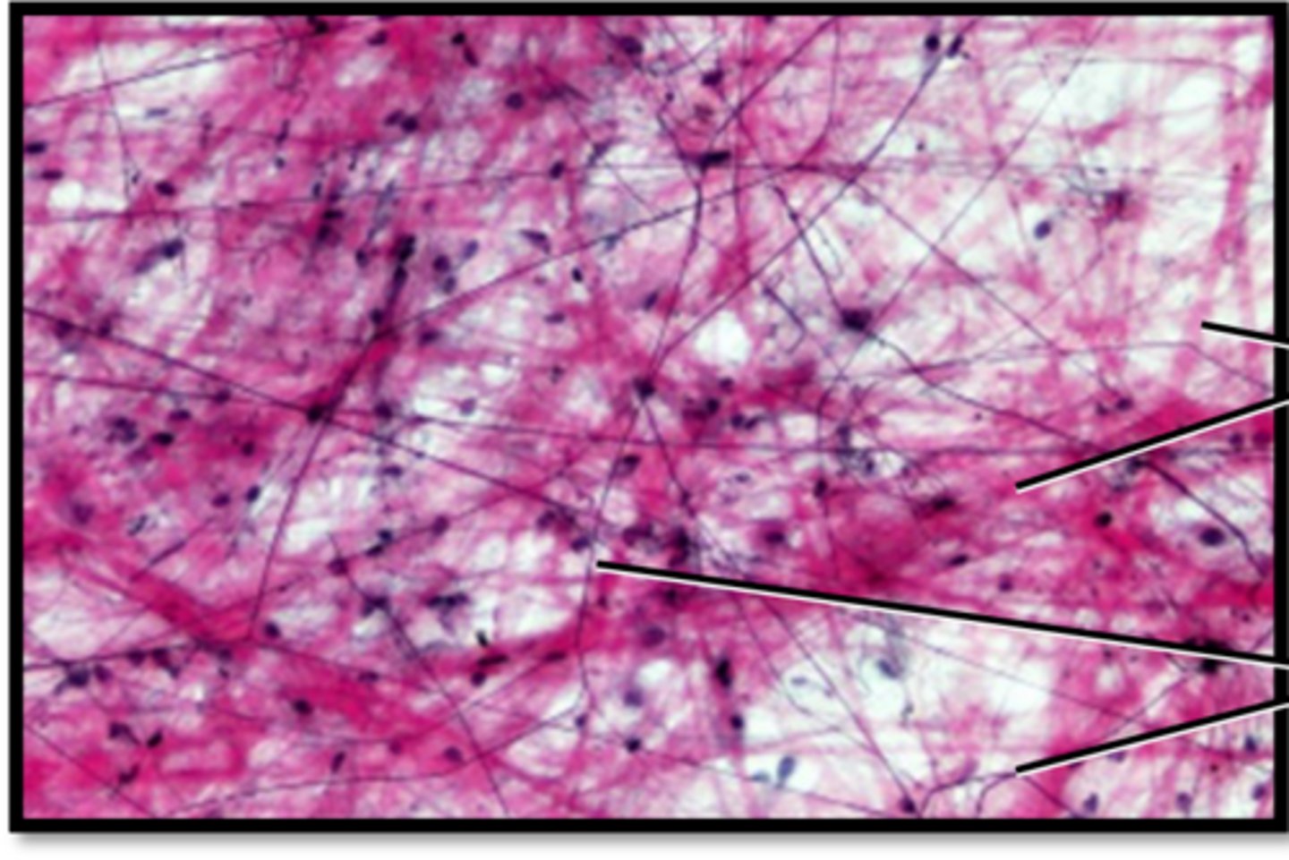 <p>Name this tissues Location</p>