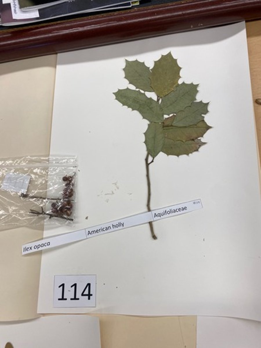 <p>Ilex opaca (Aquifoliaceae)</p>