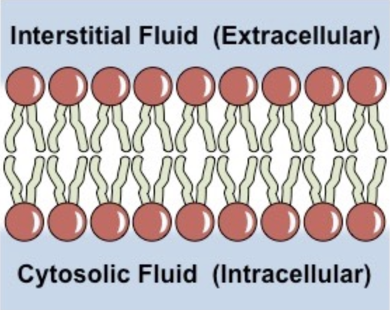 <ul><li><p>Phospholipids spontaneously arrange into a <u>bilayer</u></p></li><li><p>The hydrophobic tail regions face inwards</p><ul><li><p>Thereby shielded from surrounding polar fluids</p></li></ul></li><li><p>The two hydrophilic head regions associate with the extra/intracellular fluids</p><ul><li><p>Hydrophilic property allows association</p></li><li><p>Interstitial Fluid (Extracellular)</p></li><li><p>Cyrosolic Fluid (Intracellular)</p></li></ul></li></ul>