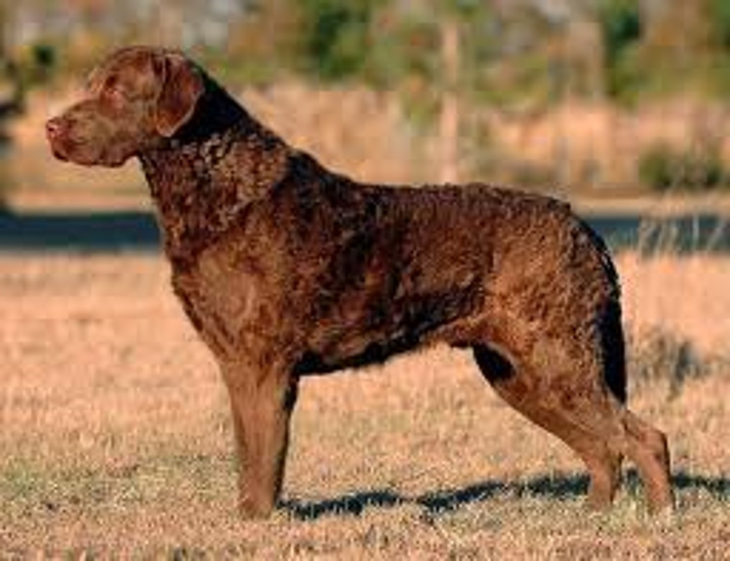 <p>Blondish Brown to red. Needs training. Strong, active swimmer. 1 of 5 retrievers. Lighter eyes.</p>