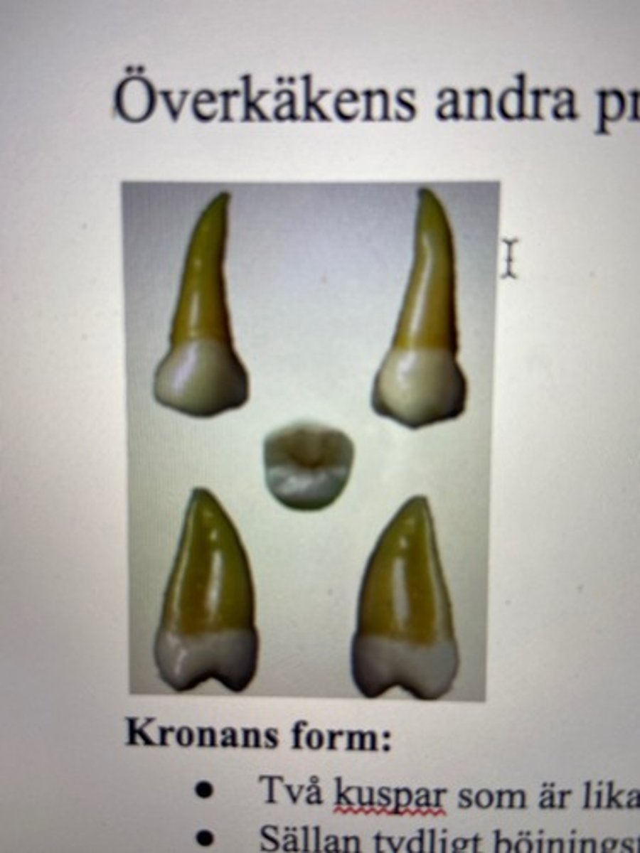 <p><span><u>Kronans form</u></span></p><ul><li><p> <u>två kuspar</u> som är lika höga</p></li><li><p>saknar oftast böjningstecken</p></li><li><p>kraftiga och breda <u>randvulster</u> --&gt; kort centralfissur</p></li><li><p>påfallande symmetrisk ur ocklusal vinkel</p></li></ul><p><span><u>Storlek</u></span></p><p>mindre än första överkäkspremolaren</p>