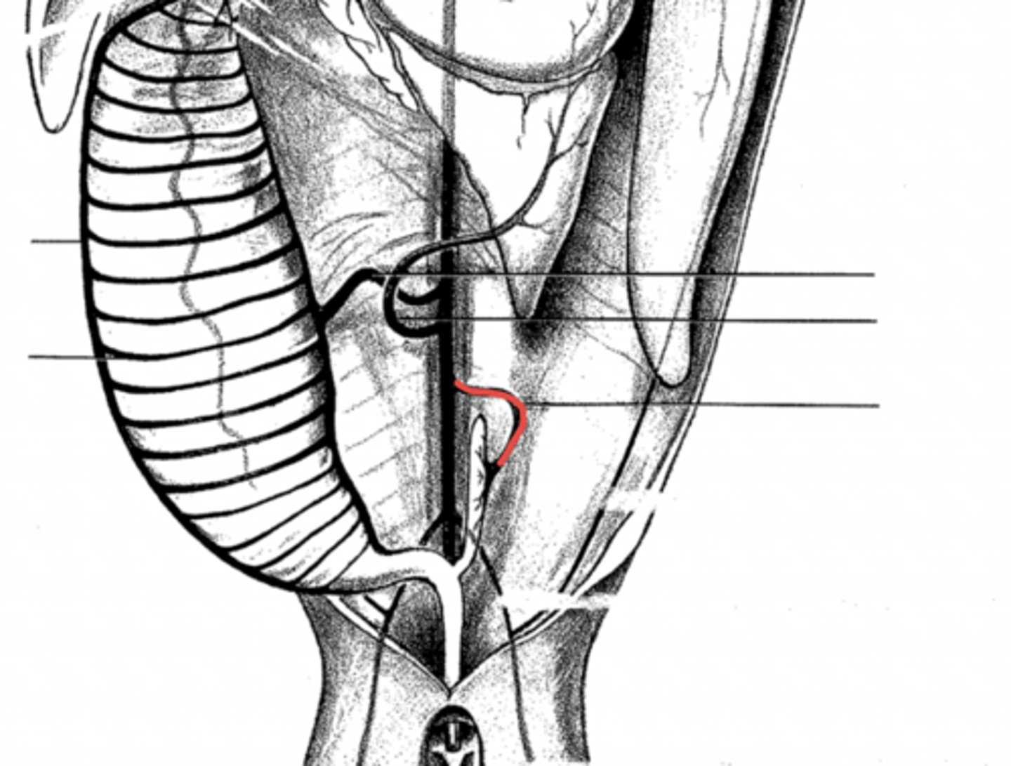 <p>where does the post. mesenteric artery get its blood supply from?</p>