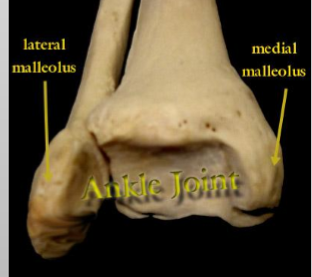 <p>Malleolus</p>
