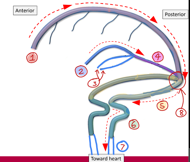 <p>Label this diagram of the venous sinuses</p>