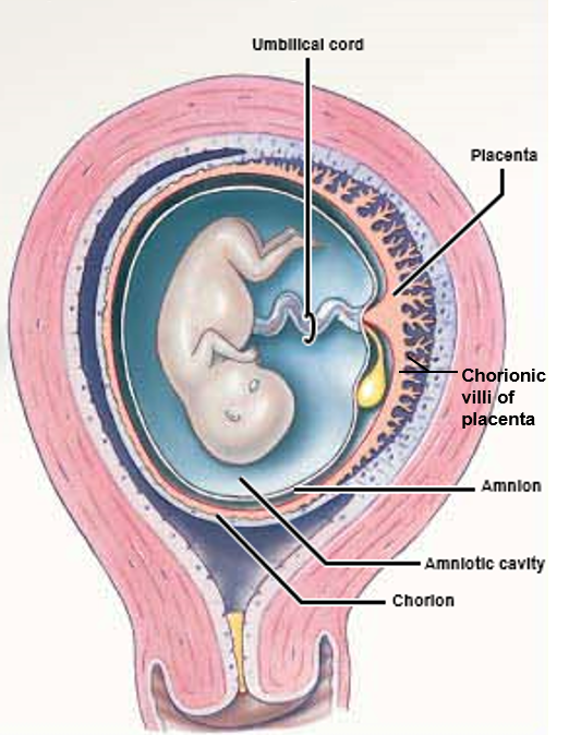 <p><mark data-color="red">First trimester: placentation</mark></p><p>Can you label, describe and explain what this diagram is/shows?</p>