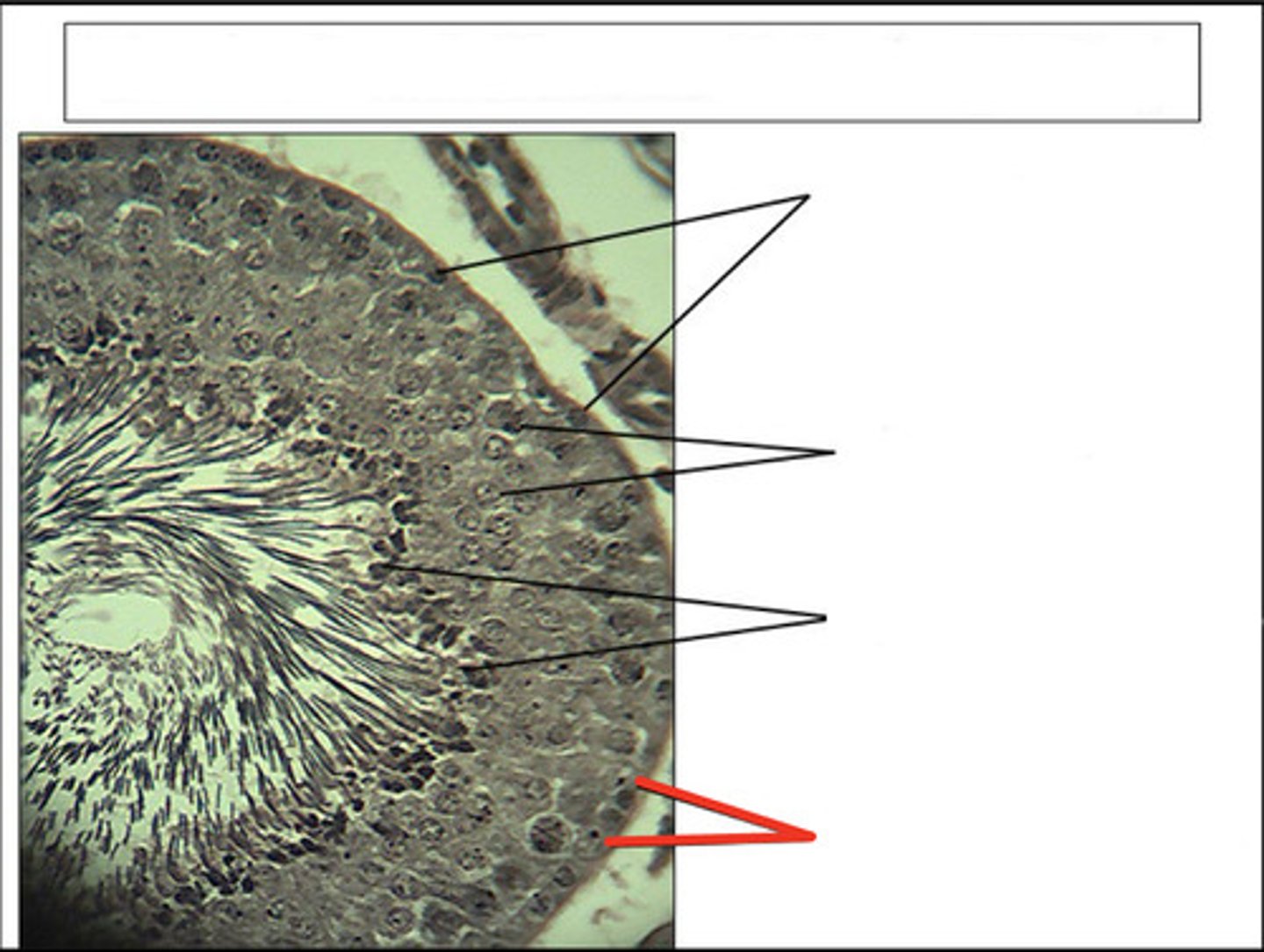 <p>identify this cell type and organ</p>