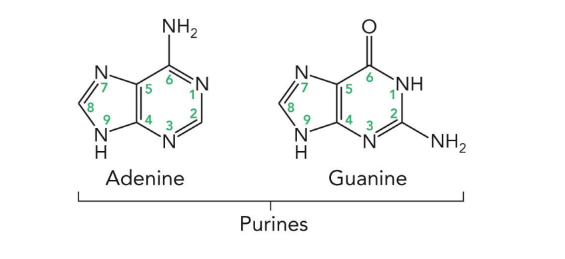 <p>adenine and guanine (9 atoms in a heterocyclic ring)</p>
