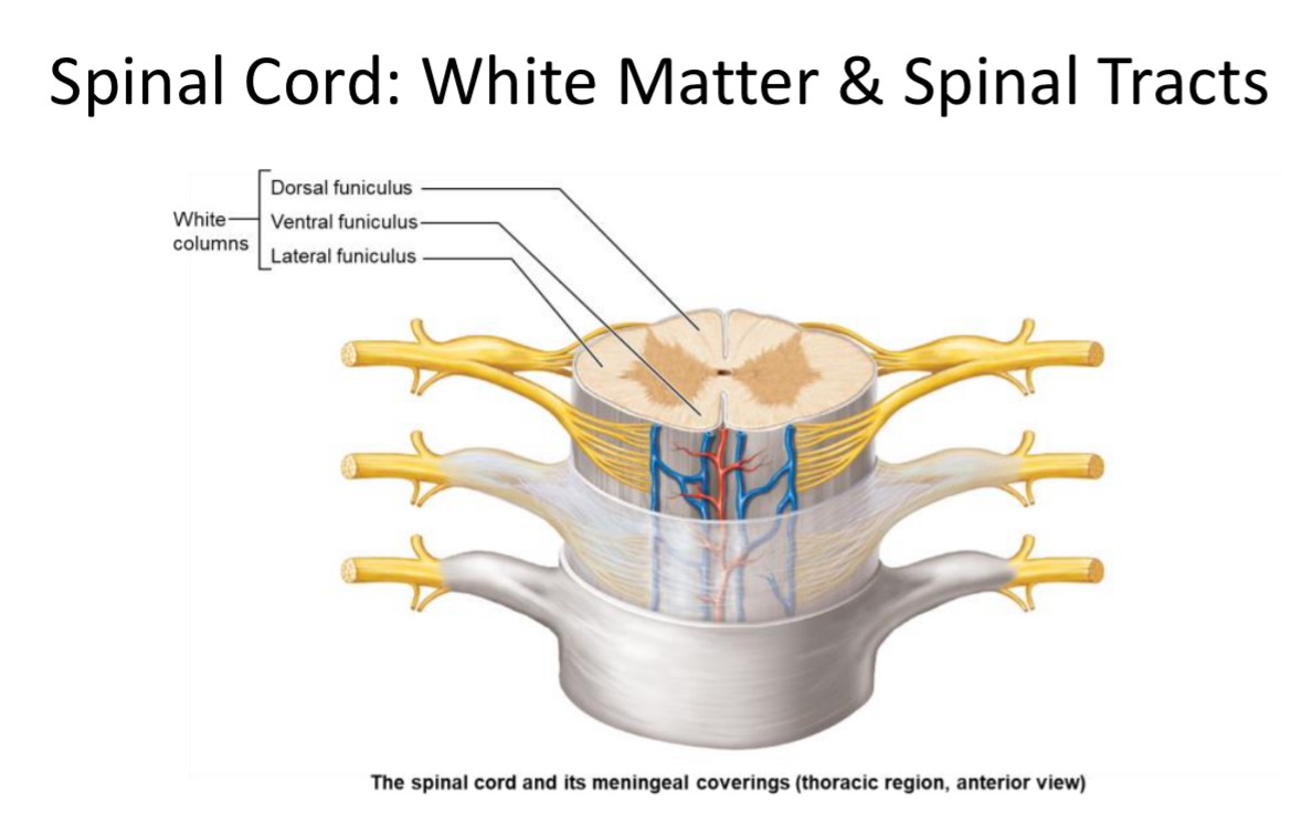 <p>White Matter</p>