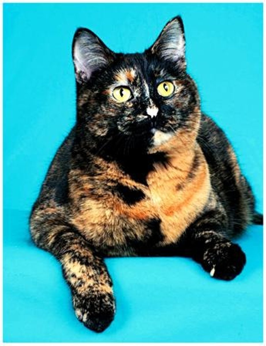 <p>Female with orange and black fur patches. X linked. XXY</p>