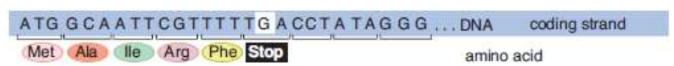 <p>the codon now encodes for a premature stop codon</p>