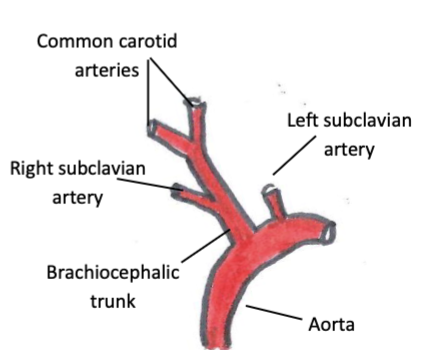 <p>brachiocephalic trunk, subclavian arteries, common carotid arteries</p>
