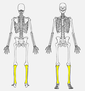 <p>Carries most of the weight in the lower leg. Located on the medial side</p>