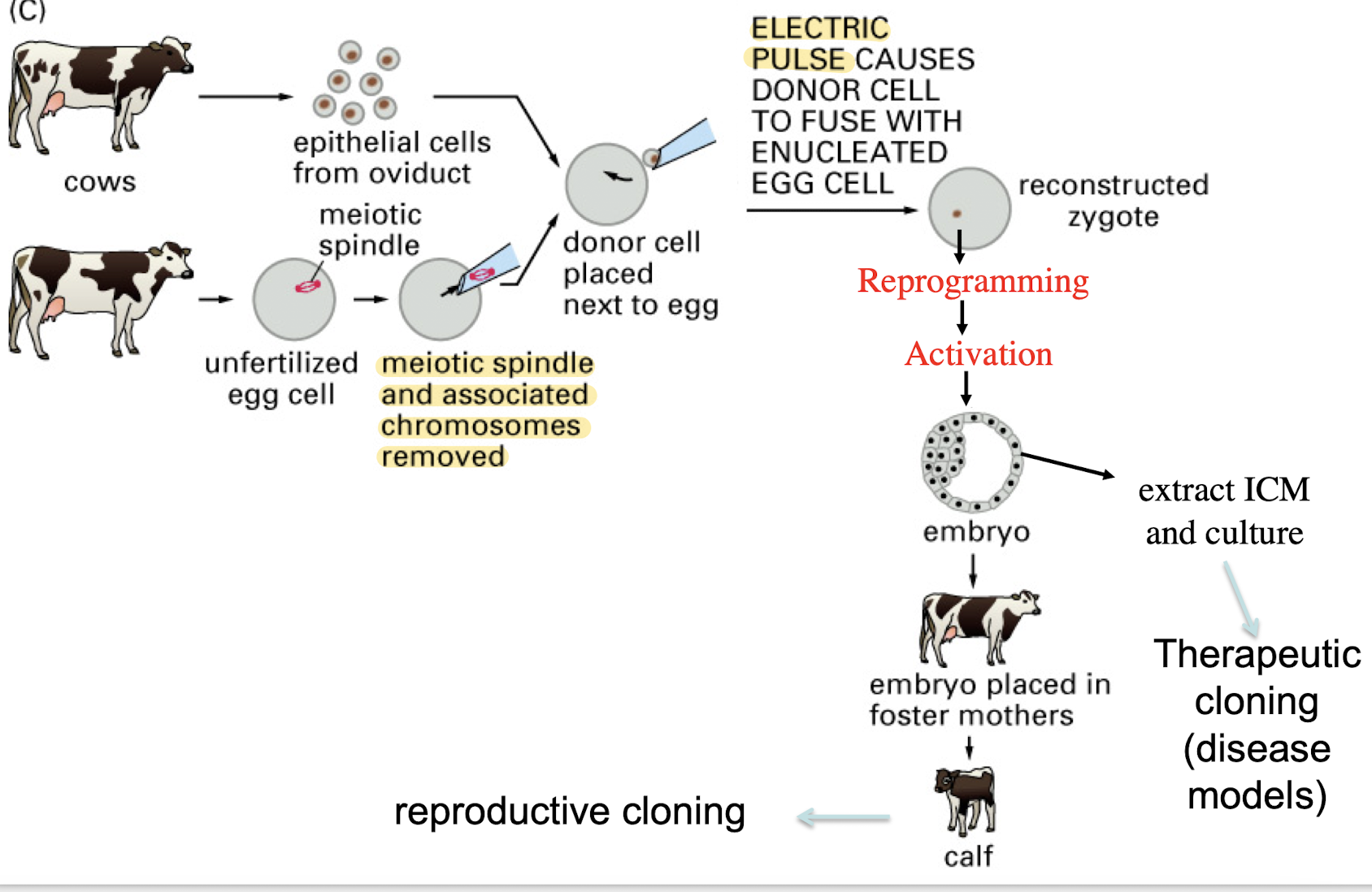 <p>provide evidence that terminally differentiated chromatin from an adult can be reprogrammed to allow for transdifferentiation</p>