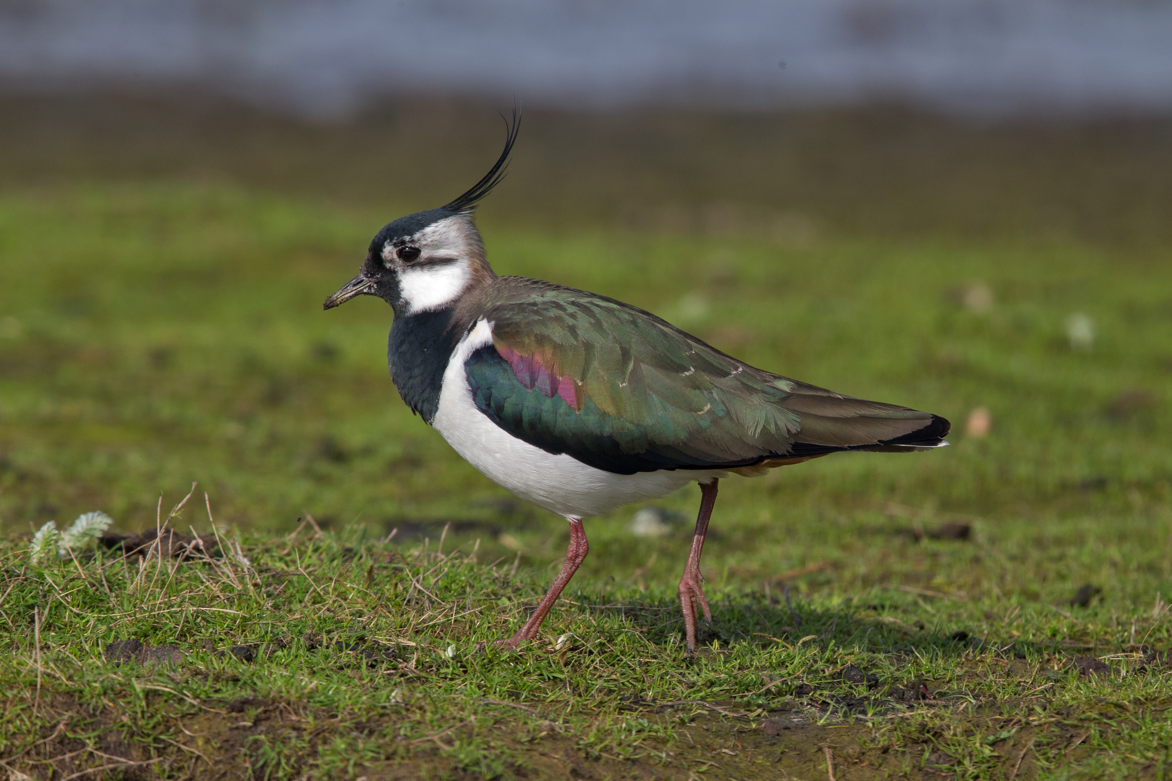 <p>Bird species.</p>