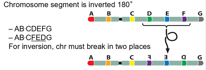 <p>- chromosome segment is inverted 180 degrees</p><p>- AB.CDEFG becomes AB.C(FED)G</p><p>- for inversion, chr must break in two places</p>