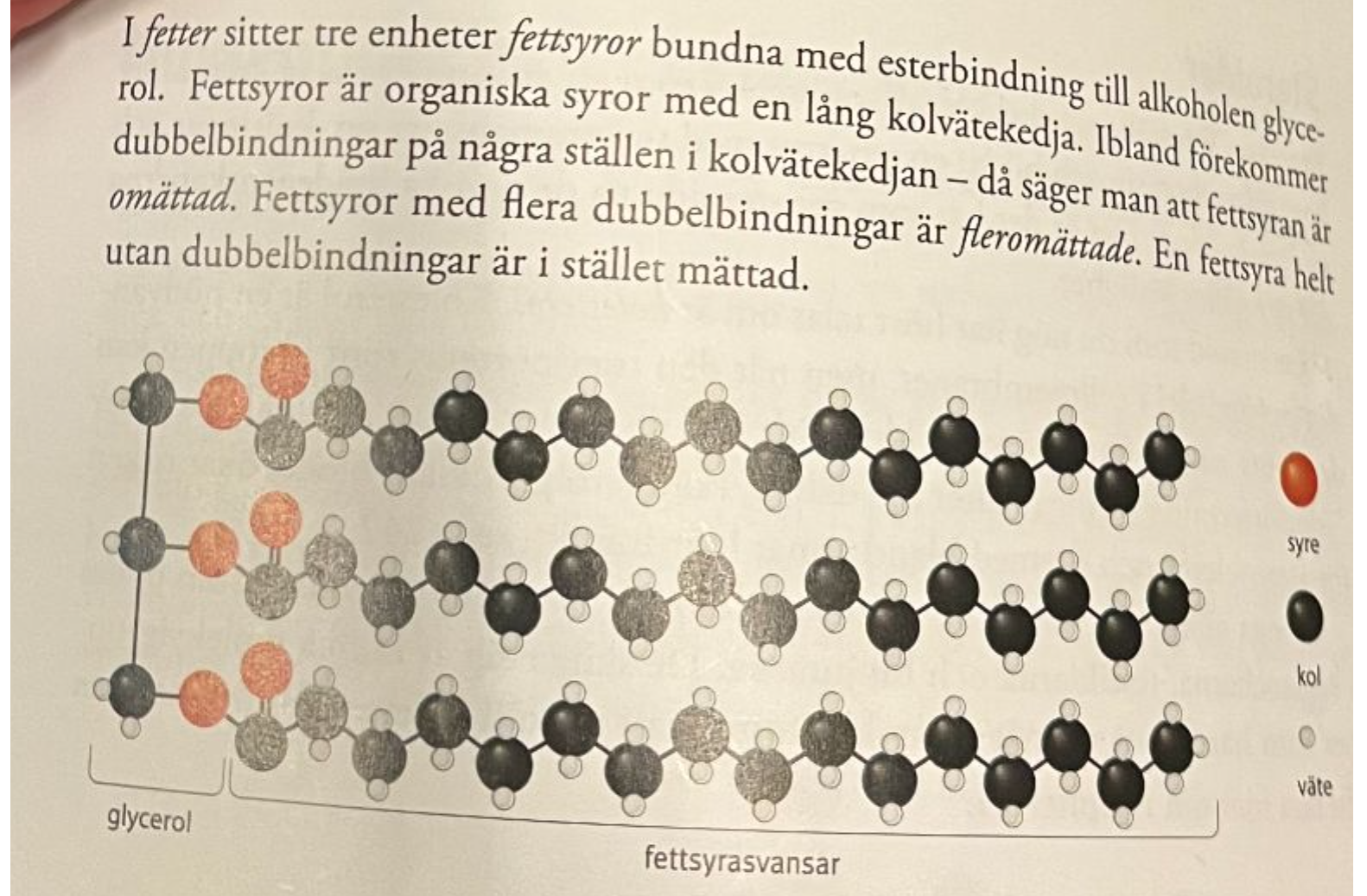 <p>3 fettsyrasvansar, 1 glycerol</p>