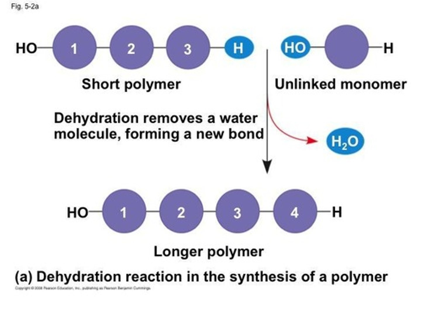 <p>Dehydration synthesis is the removal of water to form bonds between monomers, creating polymers.</p>