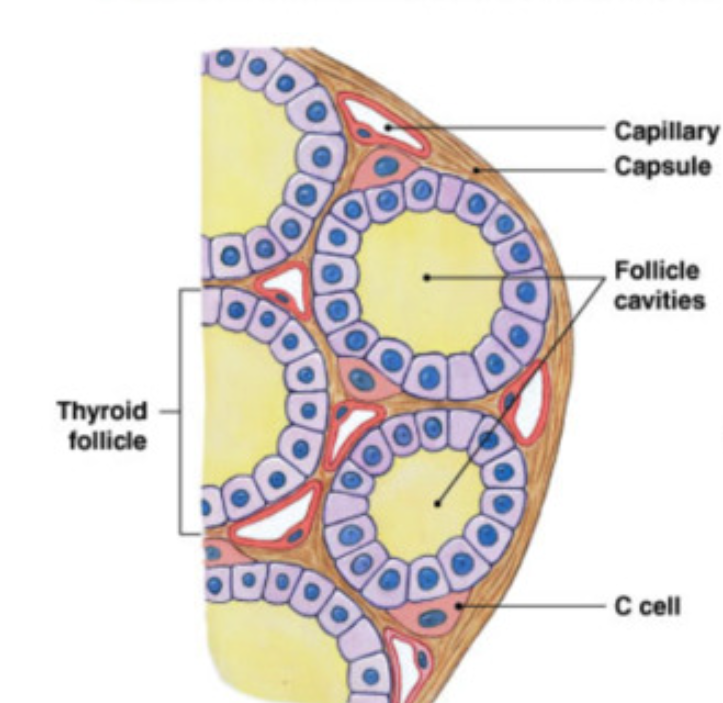 <ul><li><p>2 connected lobes just inferior to thyroid cartilage (highly vascularized)</p></li></ul><p></p><ul><li><p><strong>follicle </strong>= smallest functional unit</p><ul><li><p>fluid (<strong>colloid</strong>) filled sphere lined by simple cuboidal epithelial cells (<strong>follicle cells</strong>)</p></li><li><p>synthesis/release → <strong>thyroid hormone</strong></p></li></ul></li></ul><p></p><ul><li><p><strong>Parafollicular cells</strong>: “C cells”</p><ul><li><p>synthesis/release → <strong>calcitonin </strong>hormone</p></li></ul></li></ul><p></p><ul><li><p>calcitonin released when there is too much Ca<sup>2+</sup> in blood</p><ul><li><p>inhibits osteoclasts</p></li><li><p>increase excretion of Ca²+ by kidney</p></li><li><p>prevent absorption of Ca2+ by digestive system</p></li></ul></li></ul><p></p><p></p>