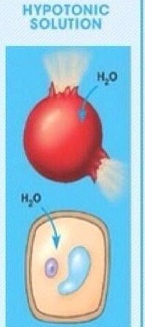 <p><span style="background-color: transparent;"><span>animal cells = swell and burst&nbsp;</span></span></p><p><span style="background-color: transparent;"><span>plant cells = swell becoming turgid</span></span></p><p></p>