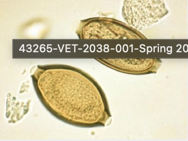 <p><span>This was found in a stool sample of a dog with black tarry stool. What is it?</span></p>