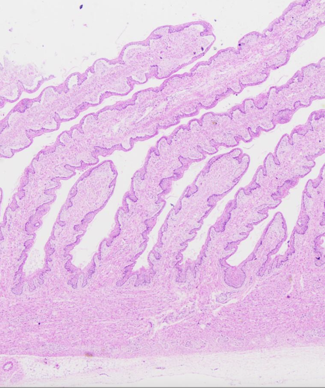 Has **numerous large folds (leaves)**; each **fold has a central strand of muscularis externa** which lies between thin layers of lamina propria / muscularis mucosa on each side 