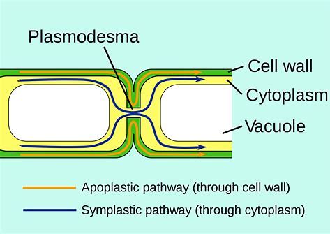 <p>An open channel through the cell wall that connects the cytoplasm of adjacent plant cells, allowing water, small solutes, and some larger molecules to pass between the cells. </p>
