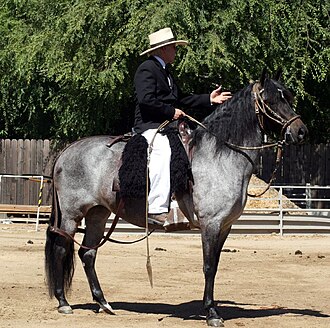 <ul><li><p>Originated in Peru 450 years ago</p></li><li><p><span style="color: red"><strong>Broken gait</strong></span></p><ul><li><p><span style="color: red"><strong>Legs on same side move together, but hind foot strikes the ground a fraction of a second before the front foot —&gt; 4 beat gait</strong></span></p></li></ul></li><li><p>Smoothest riding horse in the world</p></li><li><p>Before 17th century most of world’s horses were naturally gaited (four beat gait) </p></li><li><p>Horses that were not were called “boneshakers”</p><ul><li><p>Only pack animals</p></li><li><p>For servants</p></li><li><p>Knights would ride a naturally gaited horse but keep a trotting horse for battle</p></li></ul></li><li><p>After 17th century trotting horses gained popularity</p><ul><li><p>Pulling wheeled vehicles</p></li><li><p>Working cattle</p></li></ul></li><li><p><span style="color: red"><strong>Pleasure and parade</strong></span></p></li></ul><p></p>