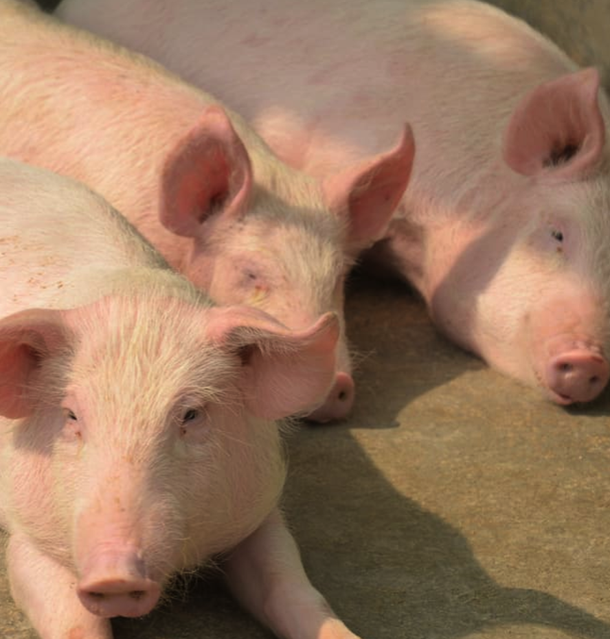 <p><span><span>• Zijn robuuste varkens</span></span></p>