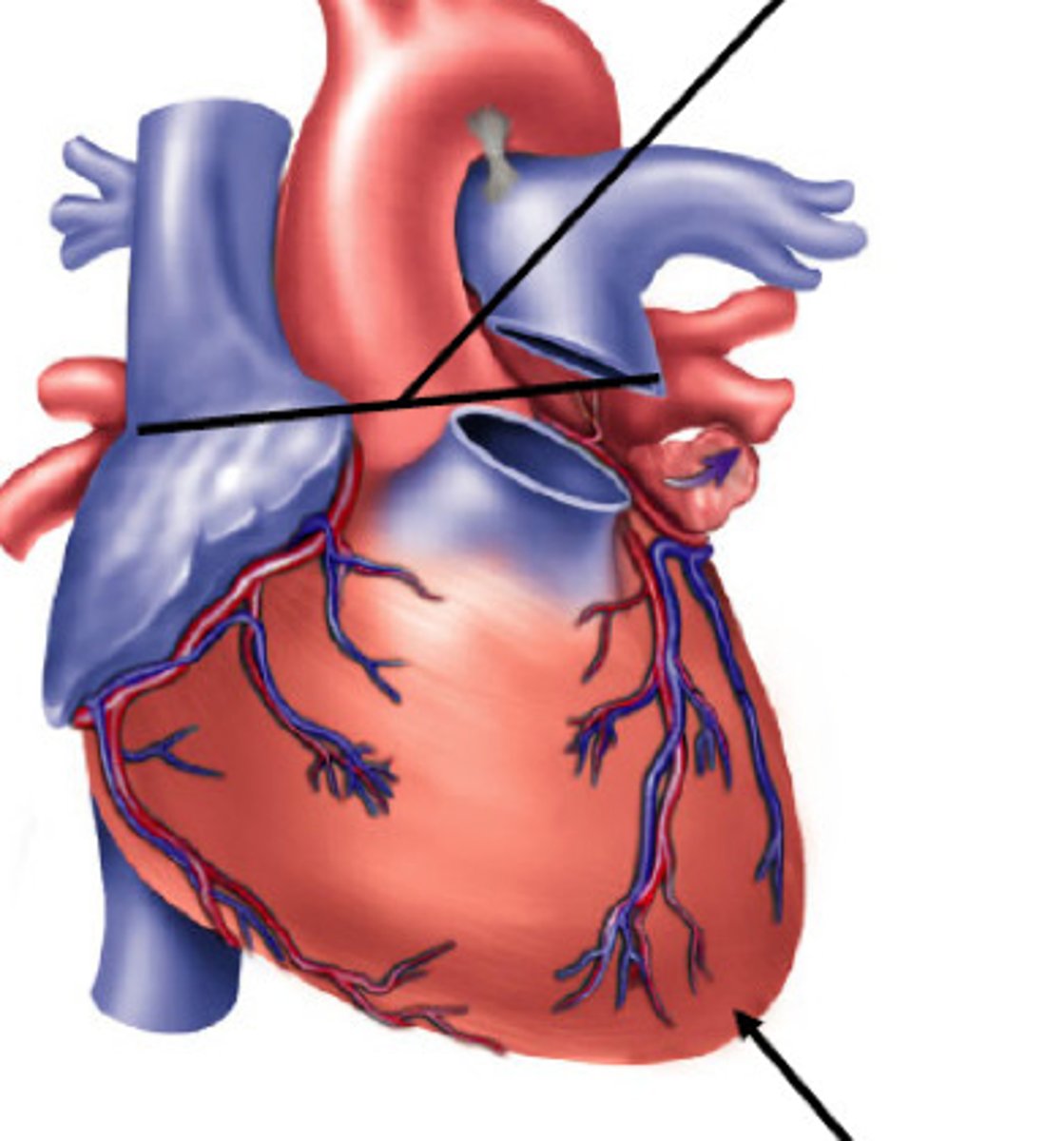 <p>the most superior part of the external heart</p>