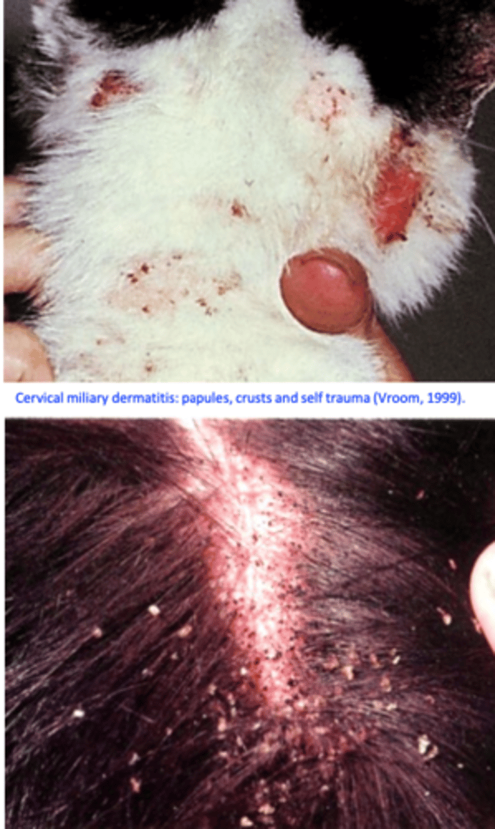 <p>moderate to severe pruritus =&gt; licking, scratching, chewing, and violently attacking areas of the skin without visible provocation;</p><p>Scaling, broken hairs, restlessness, weight loss etc;</p>
