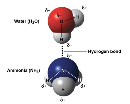 <p>Hydrogen bond</p>
