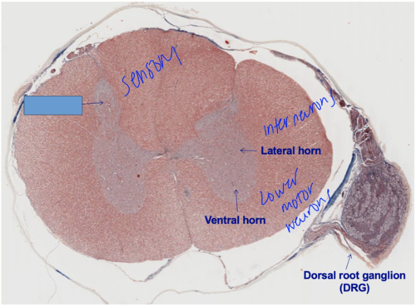 <p>Identify the structure</p>