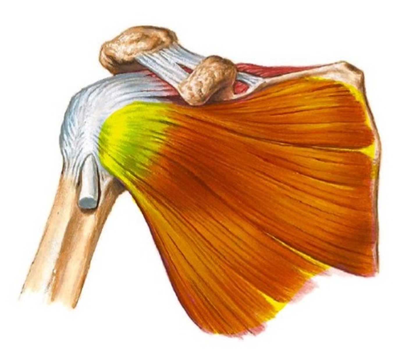 <p>upper and lower subscapular</p>