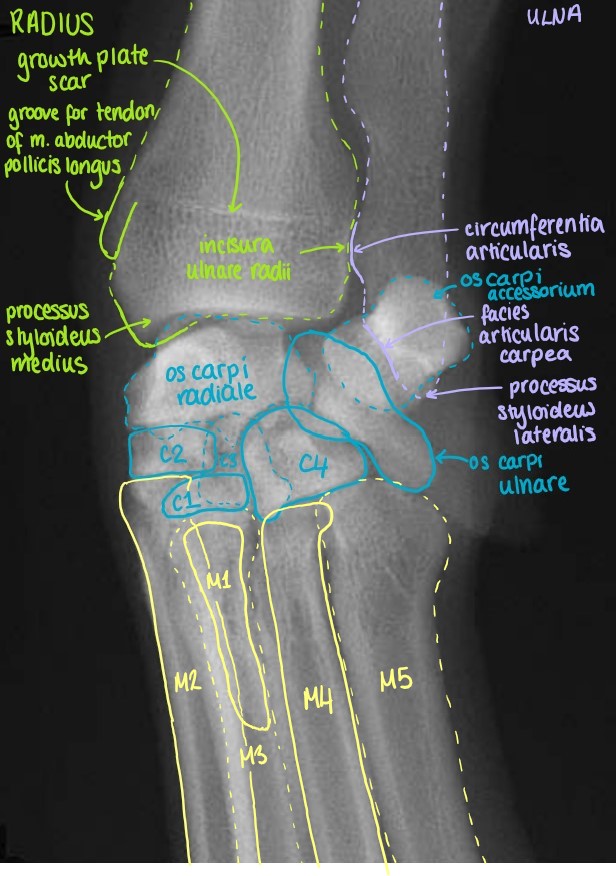 Dorsolateral-Palmarmedial Oblique Projection of the Articulatio Carpi