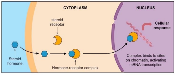 * Lipophilic → can freely diffuse across plasma membrane of a cell + Bind to receptors in either the cytoplasm/ nucleus of the target cell → form active receptor-hormone complex 
  * this activated complex will move to the nucleus + bind directly the DNA, acting as a transcription factor for gene expression 
    * Ex Gonads (estrogen, progesterone + testosterone) 