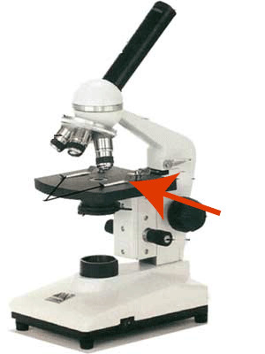 <p>Holds the microscope slide in position.</p>