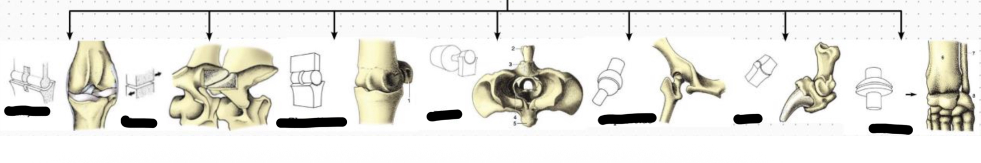 <p>Types d’art. Synoviales</p>