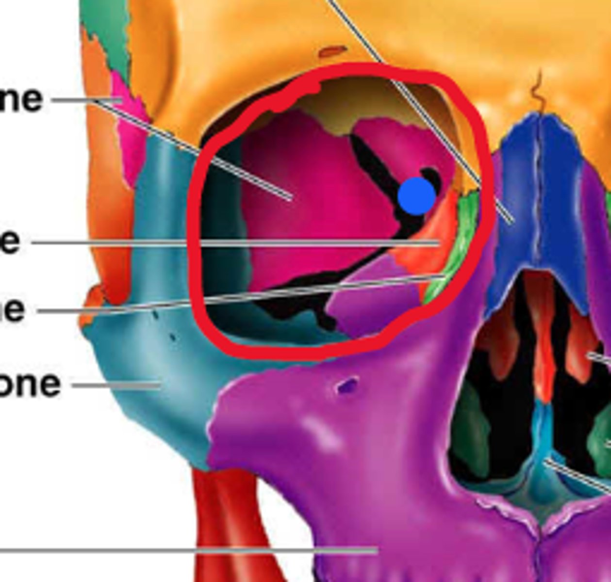 <p>contains globe, connective tissue, extra ocular muscles, orbital nerves, blood vessels and fat</p>